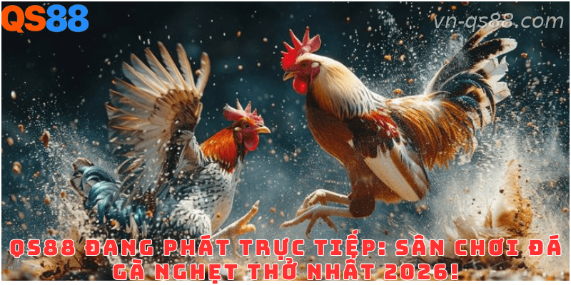 Tổng quan sảnh đá gà QS88 với các trận đấu trực tiếp mỗi ngày